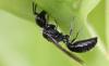 Pemphredon sp.